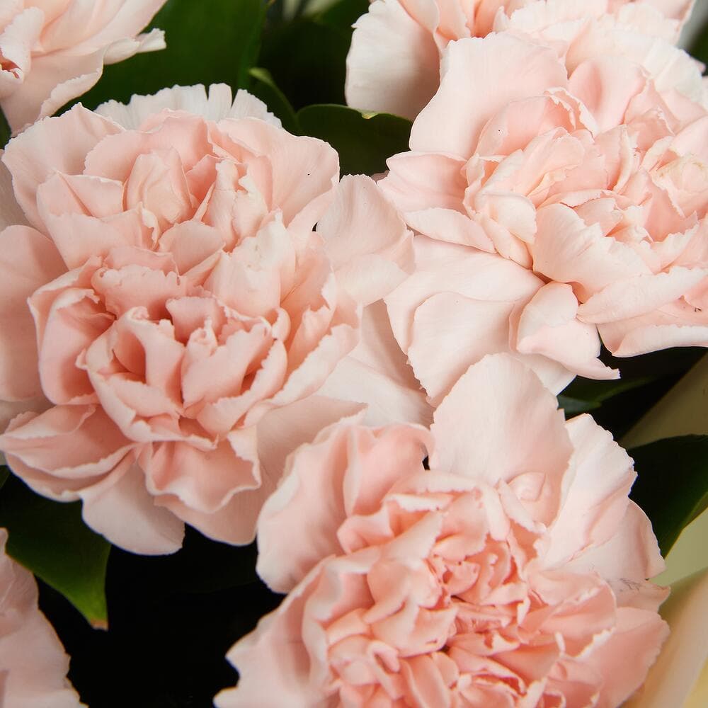 15 кремовых диантусов — фото 2 — купить в Тбилиси — фото 2