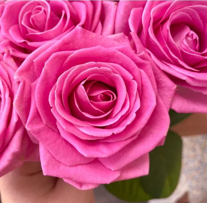 15 розовых роз — фото 2 — купить в Тбилиси — фото 2