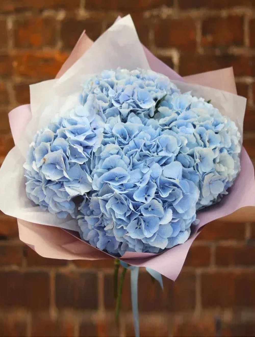 5 голубых гортензий