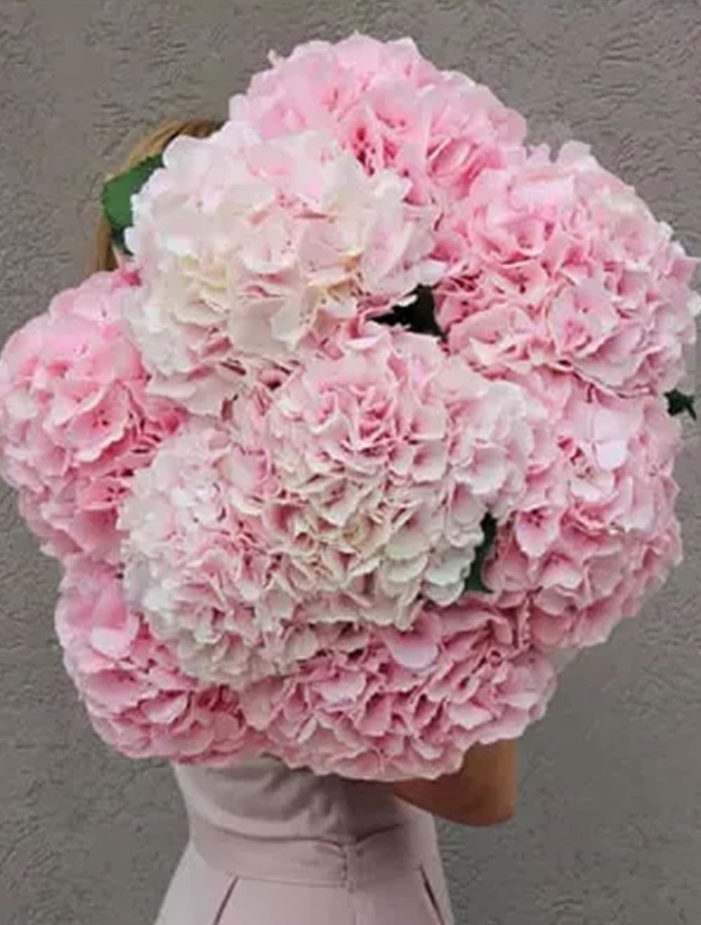 9 розовых гортензий