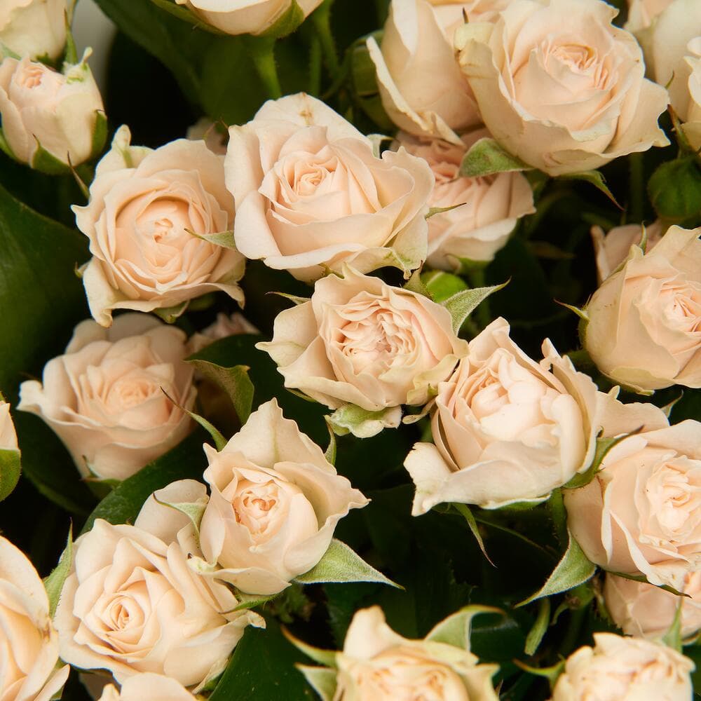 Букет из 11 кремовых кустовых роз — фото 4 — купить в Тбилиси — фото 4