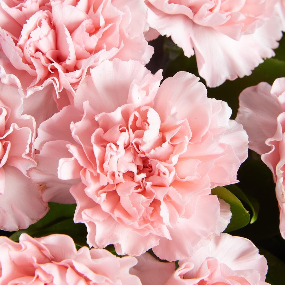 Букет из 15 диантусов (цвет на выбор) — фото 2 — купить в Тбилиси — фото 2