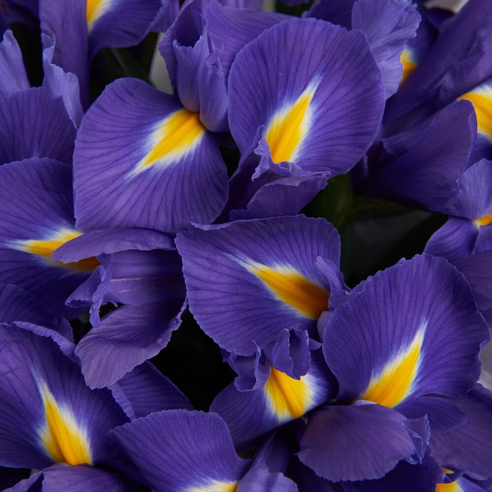 Шляпная коробка с ирисами — фото 5 — купить в Тбилиси — фото 5